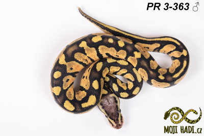 hadi na prodej, mládě, český chov hadů, odchov hadů, mojihadi.cz, Python regius, ballpython, krajta královská, Pastel, poss het Orange Ghost